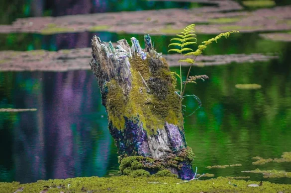 Reseñas del Swamp Tour de Nueva Orleans
