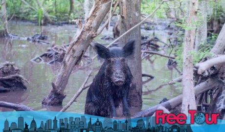 Reseñas del Swamp Tour de Nueva Orleans Reseñas del Swamp Tour de Nueva Orleans