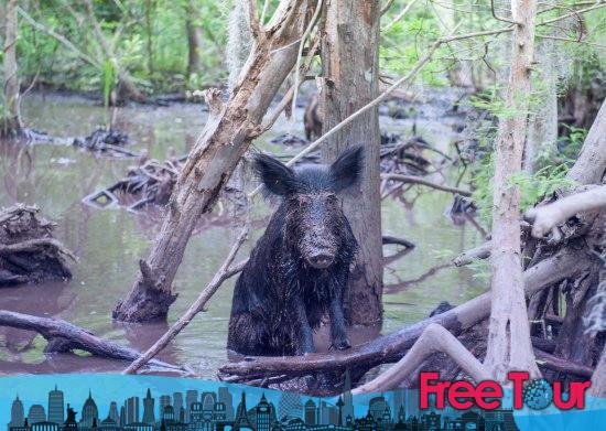 Reseñas del Swamp Tour de Nueva Orleans