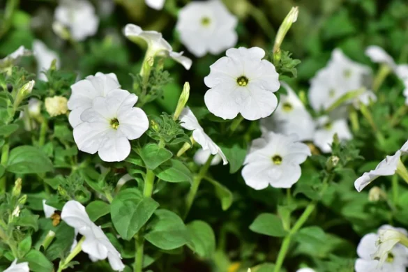 Su guía del Jardín Milagroso de Dubai