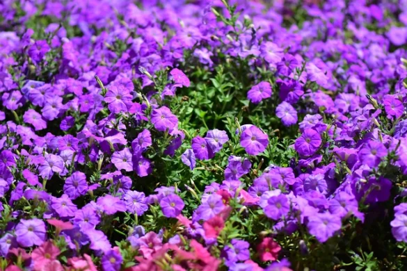 Su guía del Jardín Milagroso de Dubai