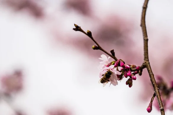 The Only Cherry Blossom Festival Guide &amp; Map You Need[2019] (La única guía y mapa del festival del cerezo en flor)