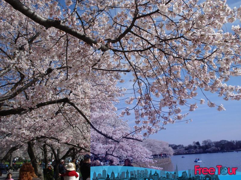 The Only Cherry Blossom Festival Guide &amp; Map You Need[2019] (La única guía y mapa del festival del cerezo en flor)