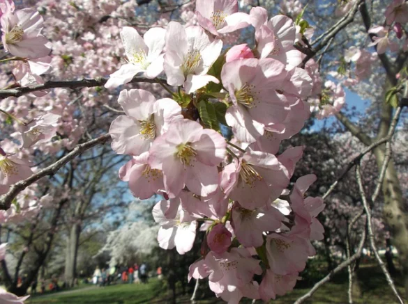 The Only Cherry Blossom Festival Guide &amp; Map You Need[2019] (La única guía y mapa del festival del cerezo en flor)