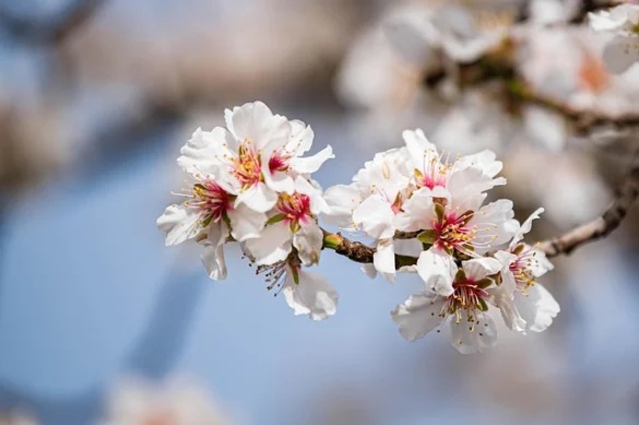 The Only Cherry Blossom Festival Guide &amp; Map You Need[2019] (La única guía y mapa del festival del cerezo en flor)