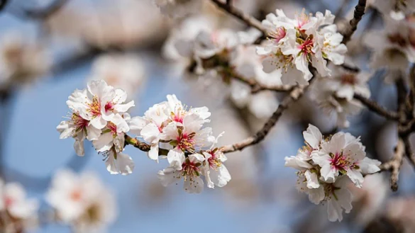 The Only Cherry Blossom Festival Guide &amp; Map You Need[2019] (La única guía y mapa del festival del cerezo en flor)