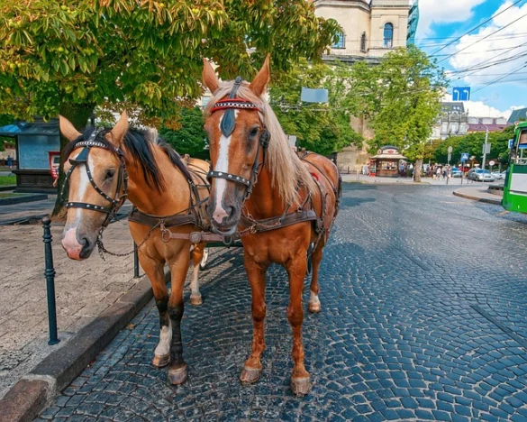 Tours y paseos en carruaje por Charleston