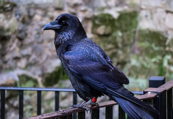 Tower of London Ravens | Honrados Miembros de la Familia Real
