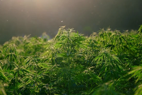 Una Guía Completa de Cannabis en San Francisco