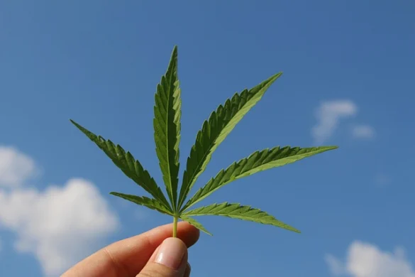 Una Guía Completa de Cannabis en San Francisco