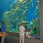 Visite el Acuario de Carolina del Sur Visite el Acuario de Carolina del Sur