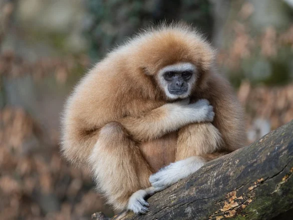 Zoológico de Berlín
