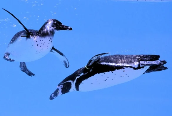 Zoológico de Berlín