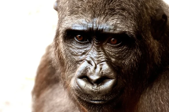 Zoológico de Berlín