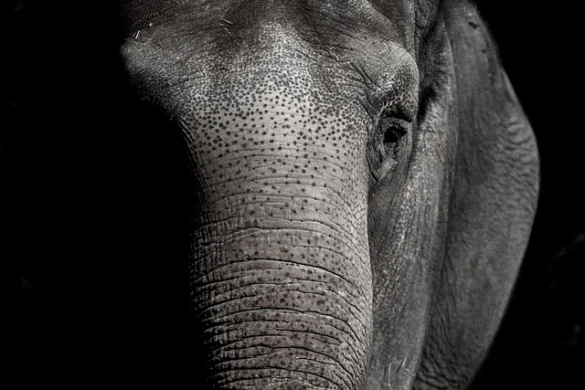 Zoológico de Berlín